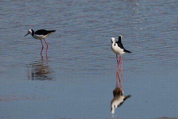 pied stilt