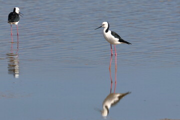pied stilt