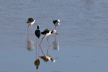 pied stilt