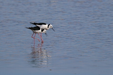 pied stilt