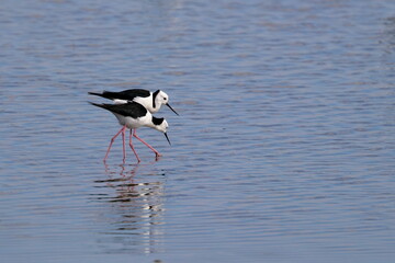 pied stilt