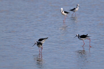 pied stilt
