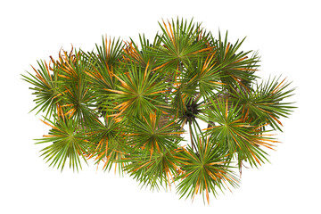 top view palm Tree isolated on transparent background. Isolated palm tree on white background. palm tree PNG. big old palm tree with green leaves on white background. palm tree leaves PNG transparent.