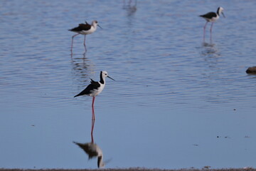 pied stilt