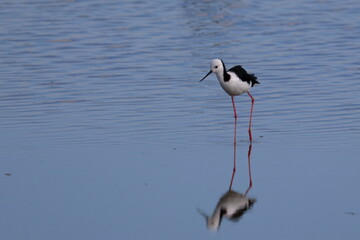 pied stilt