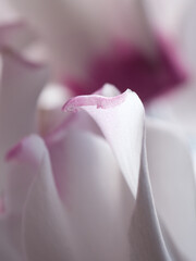 シクラメンの花びらマクロ撮影