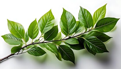 Fototapeta premium A branch with variegated green leaves rests against a solid white background
