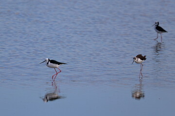pied stilt