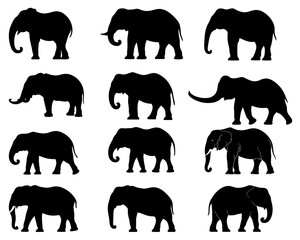 ELEPHANT SILHOUETTE ON WHITE BACKGROUND