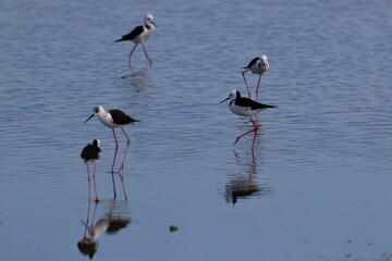 pied stilt