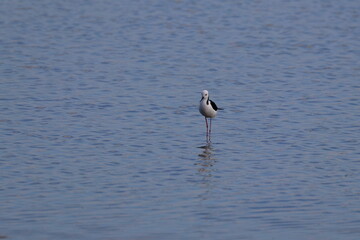 pied stilt