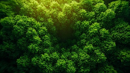 Aerial View Lush Green Forest Canopy