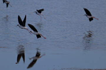 pied stilt