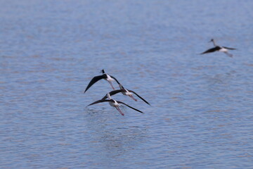 pied stilt