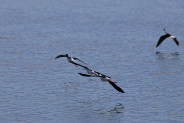 pied stilt