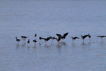 pied stilt