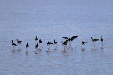 pied stilt
