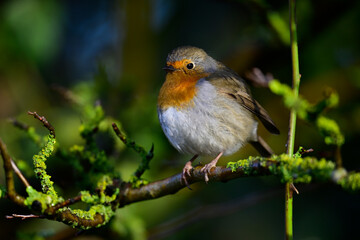 European robin // Rotkehlchen (Erithacus rubecula) 