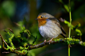 Rotkehlchen // European robin (Erithacus rubecula) 