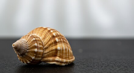 A detailed close-up of a brown and white seashell resting on a dark surface, with a soft, blurred background. The intricate patterns and textures highlight its natural beauty.
