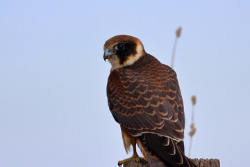 australian hobby