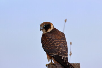 australian hobby