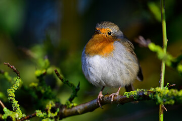 Rotkehlchen // European robin (Erithacus rubecula) 