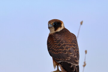 australian hobby