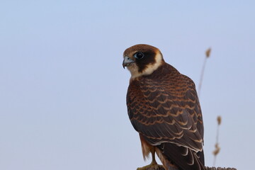 australian hobby