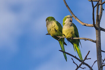 Two bright green parrots perch gracefully side by side on a bare branch under a bright blue sky....
