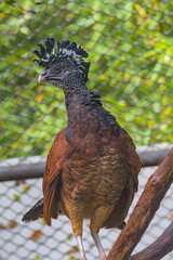 A majestic bird, the Crested Curassow, with a black and white crest and rich brown plumage, stands proudly on a branch. Its textured feathers show off intricate patterns under the soft light.
