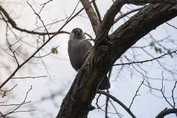 a bird sitting on a tree branch. The bird is small and has brown feathers.