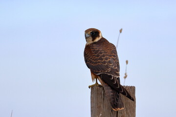 australian hobby
