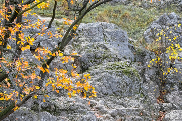 
a tree with yellow leaves growing against the background of a rocky mountain.