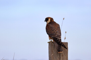 australian hobby