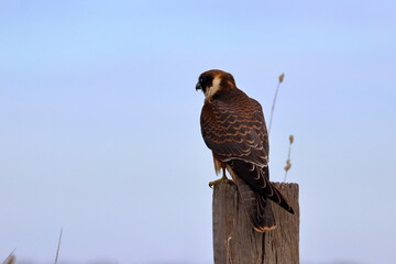 australian hobby