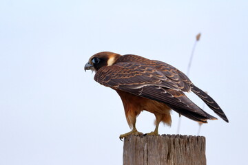 australian hobby