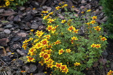 
a shrub with bright yellow flowers growing on bark mulch.