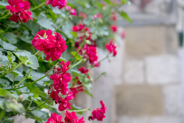 a bouquet of pink flowers full of flowers and leaves.