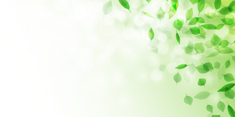 Fototapeta premium 新緑 葉 風景 背景