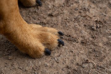 Close-up of dog paws on the ground 