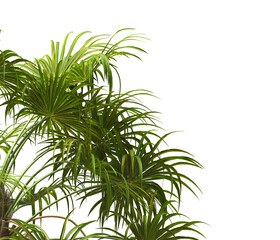 palm tree leaves isolated on transparent background. PNG palm tree branch isolated on transparent background. side of palm tree. big palm tree with green leaves PNG. Isolated palm tree corner frame.