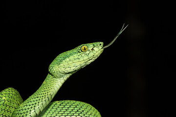 Bothriechis lateralis is a pit viper species found in the mountains of Costa Rica and western Panama