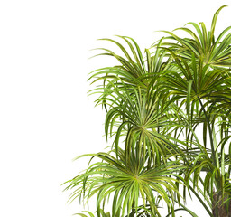 palm tree leaves isolated on transparent background. PNG palm tree branch isolated on transparent background. side of palm tree. big palm tree with green leaves PNG. Isolated palm tree corner frame.