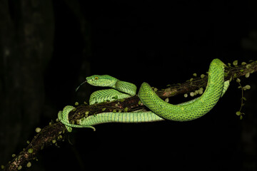 Bothriechis lateralis is a pit viper species found in the mountains of Costa Rica and western Panama