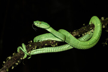 Obraz premium Bothriechis lateralis is a pit viper species found in the mountains of Costa Rica and western Panama