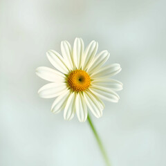 Chamomile Flower in Its Natural Beauty