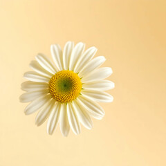 Chamomile Flower in Its Natural Beauty