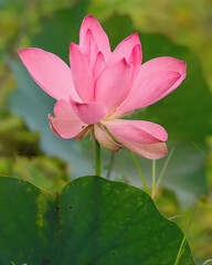 Obraz premium pink water lily