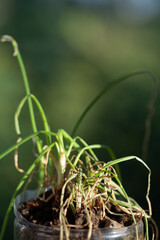 withered scallion or green onion clump in pot not harvested and blurred green background